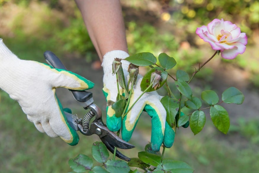 Rose wird mit Gartenschere abgeschnitten