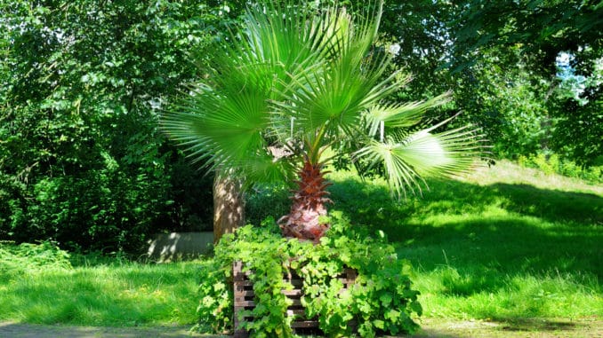 Palme in einem Pflanzkübel