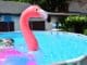 Plastik Flamingo im Pool