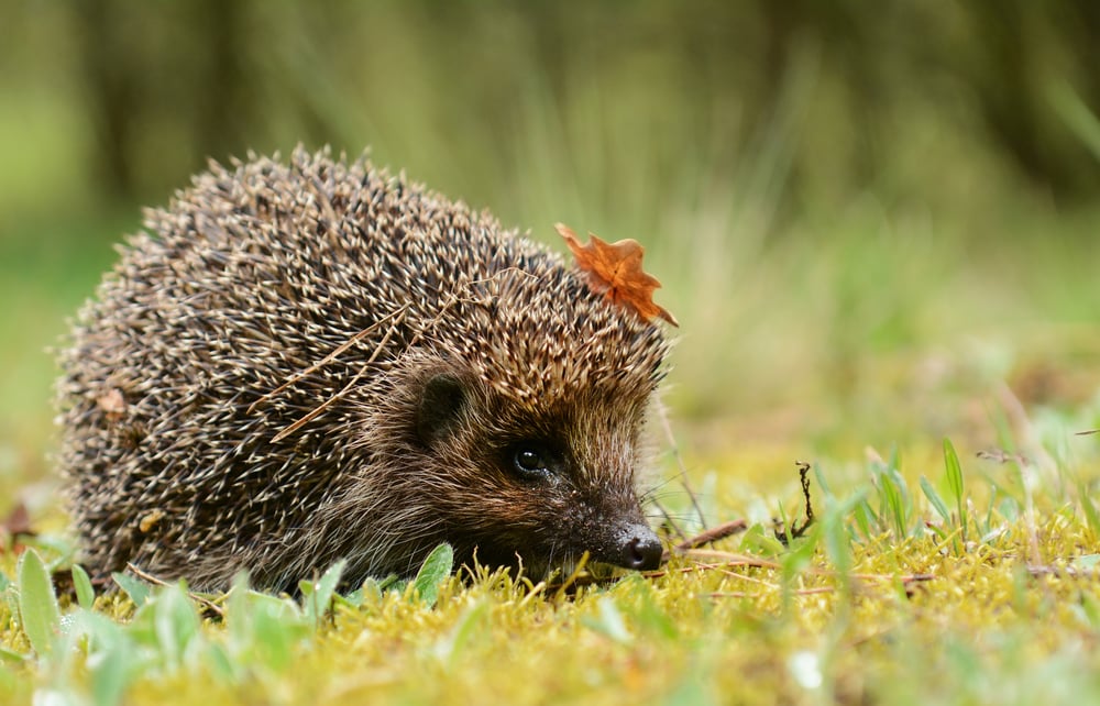 Igel im Garten