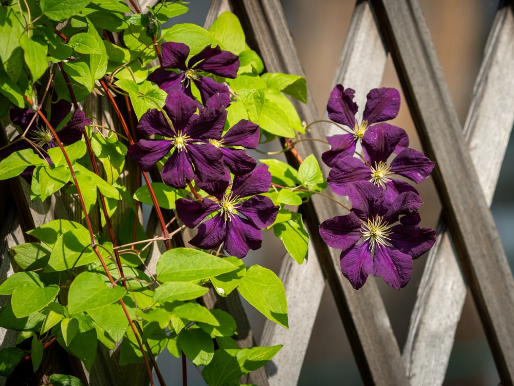Dunkle Clematis