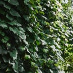 Natürlicher Sichtschutz: 6 Pflanzen für Privatsphäre im Grünen + Tipps für den Balkon